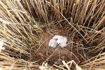 Baby harriers