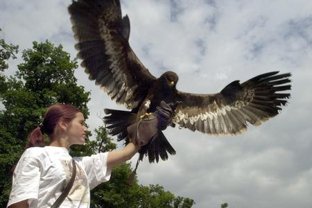 An unusual subject. Fifth-graders put on gloves and invite raptors to sit on their arms