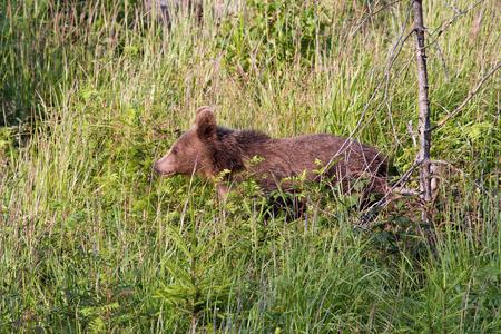 Bear problem: people in central Slovakia say they will hire lawyers and ask Brussels for help