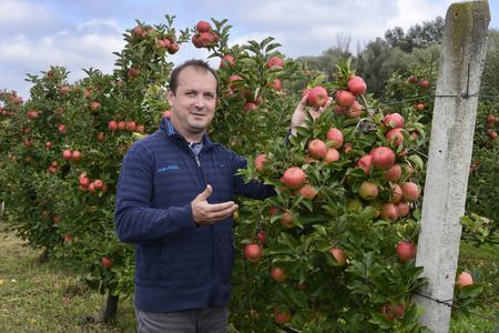 An apple orchard in eastern Slovakia 