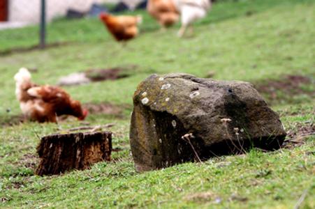 The Dutch egg scandal has not reached Slovakia for now