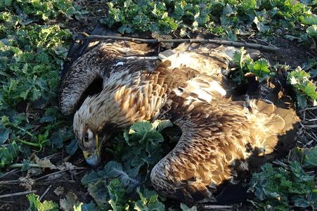Poisoned eastern imperial eagle from Hungary found near Nitra.