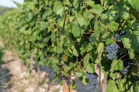 Winemakers missing seasonal workers to pick the grapes