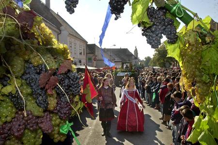 Grapes harvest 2002, Modra.
