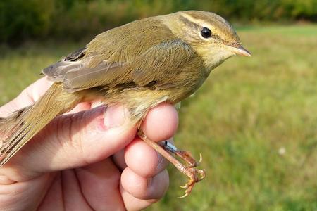 Radde’s warbler (Phylloscopus schwarzi)