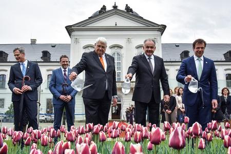 Presidential Palace garden boasts new variety of Dutch tulips