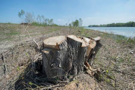 Tree-cutting on the Danube’s bank 