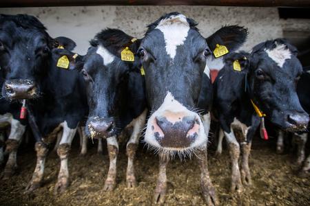 Slovakia introduces emergency measures for Polish meat