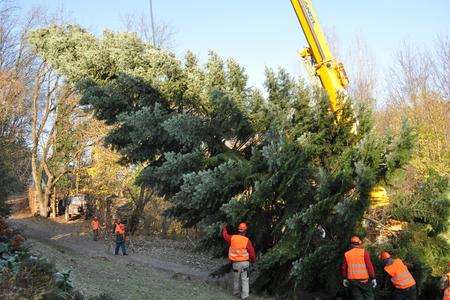 Cutting tree to be placed at the Grand Palace Square in Brussels.