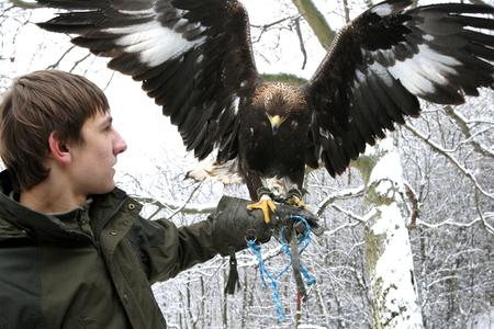 Falconers enter cultural heritage list after 12 years of attempts