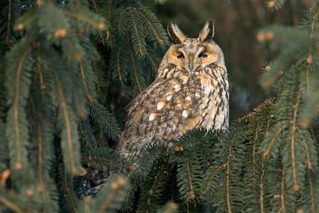 Owls indicate spring is coming