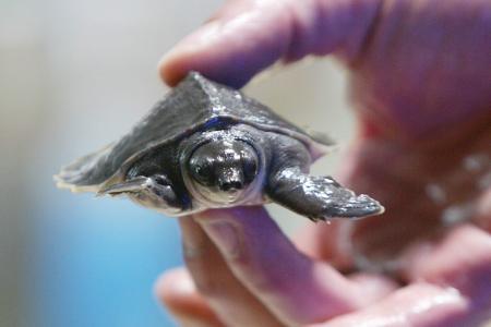Only original Slovak turtle endangered