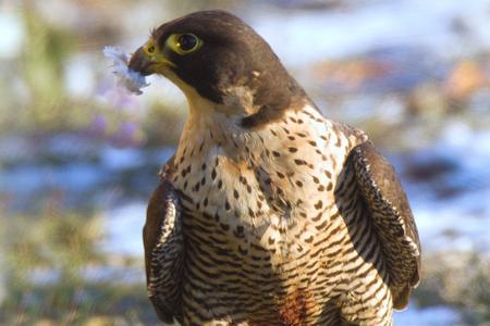 Peregrine falcon
