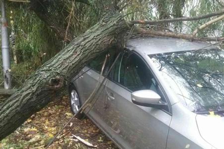 Strong wind caused substantial damage On Sunday Ocotber 29. 