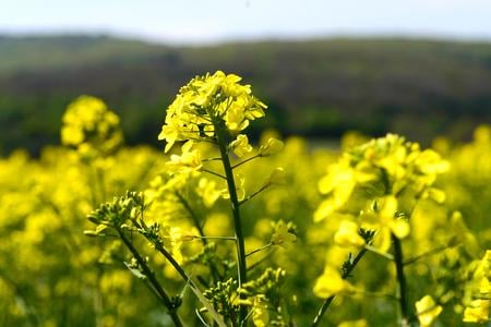 New joint agriculture policy proposal disappointed Slovakia