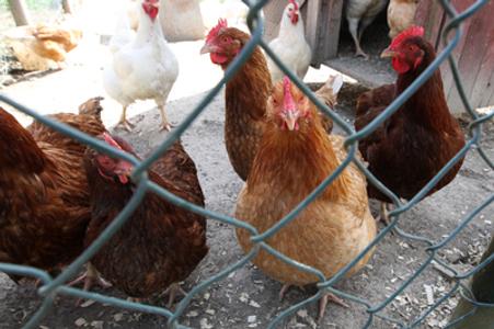 hens, illustrative stock photo