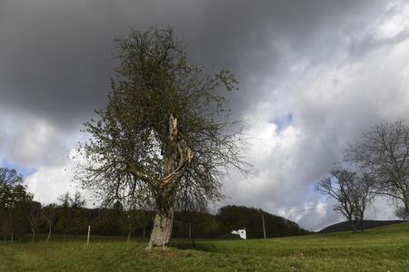 The Bošáca apple tree voted Slovakia's Tree of 2017