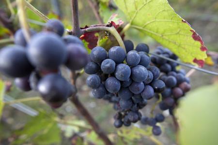 Michelin restaurant in Marseille will serve Slovak wine