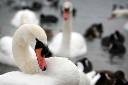 Swans, illustrative stock photo