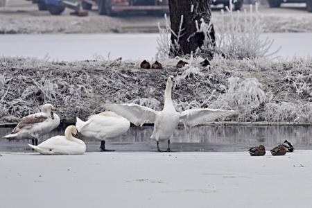 Bird flu outbreak reaches Slovakia