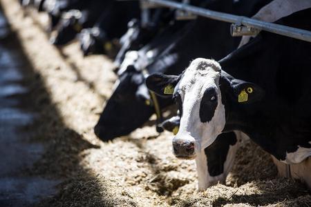 Cows at the farm in Bzovík are equipped with sensors monitoring their condition.