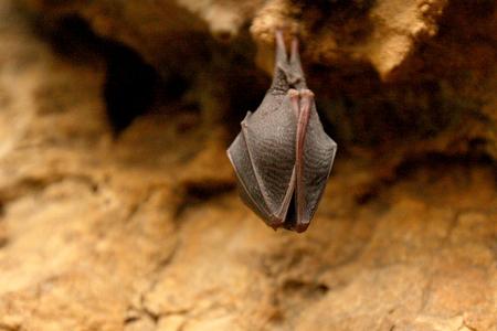 Do you hear clinking? Bats are around