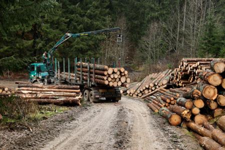 logging at Muránska Planina