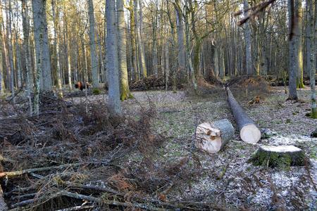 People fight for vanishing national park forests