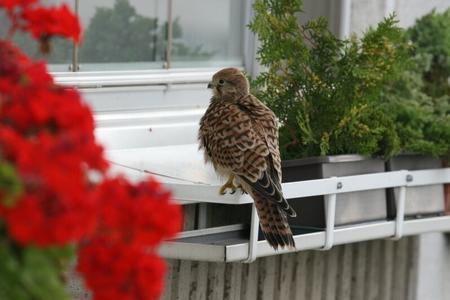International Bird Day is of Slovak origin