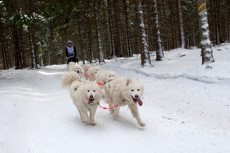Mushing is popular also among public.