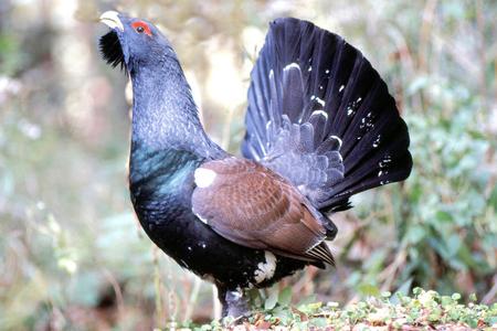 Wood grouse