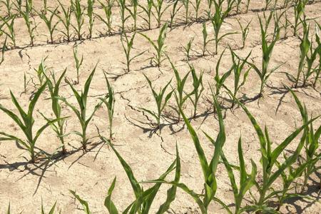 Ministry embarked on the fight against droughts, launching a campaign
