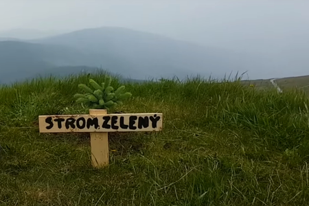 Strom zelený (green tree)