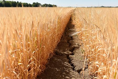 Drought, illustrative stock photo