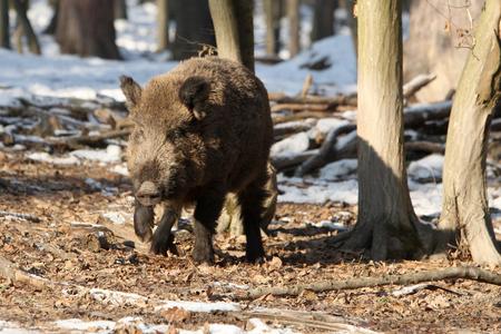 Slovakia prepares for African swine fever
