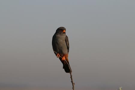 Red-footed falcon