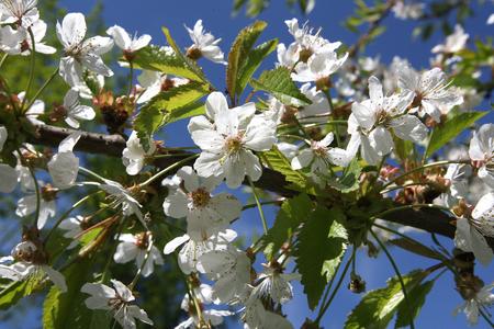 A cherry tree in blossom enchanted everybody with its perfume at the entrance to the Slovak Radio building. 