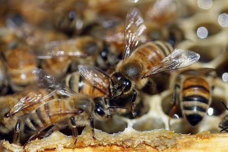 Bees in southern Slovakia are dying en masse