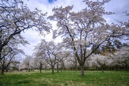 Cherry orchard in bloom, illustrative stock photo.