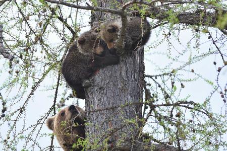 Mother bear with two cubs from Smokovec have new home
