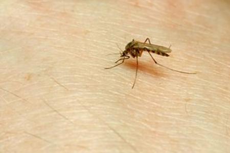 Bratislava districts and towns in the Bratislava Region are fighting the mosquitoes.  