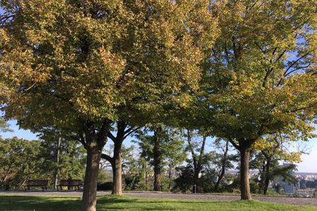 Triangle of linden trees planted at the Bratislava Castle in 1968.