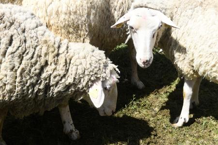 Slovakia has new national sheep breed