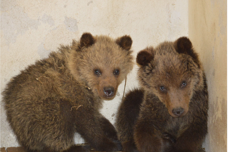 The story of a bear named Inga has a sad ending