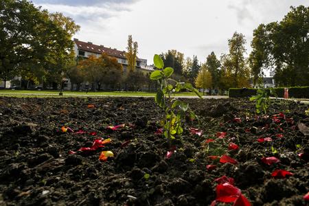 A rose planted in the Presidential Palace's garden.