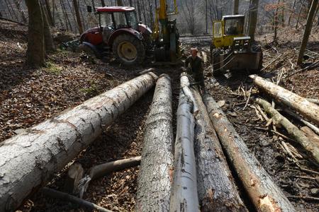 Trees in the Low Tatras felled without permission