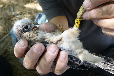 Baby falcons return home