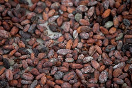 Cacao beans, illustrative stock photo