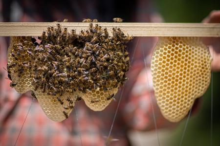 Honey made in Bardejov has earned an EC trademark.