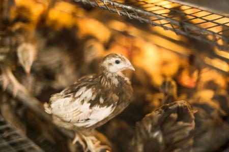 Farma v Krtíši je stredoeurópskym unikátom. Majiteľ neberie plat a končia s GMO